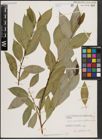 Foto von Salix excelsa var. rodinii A. K. Skvortsov